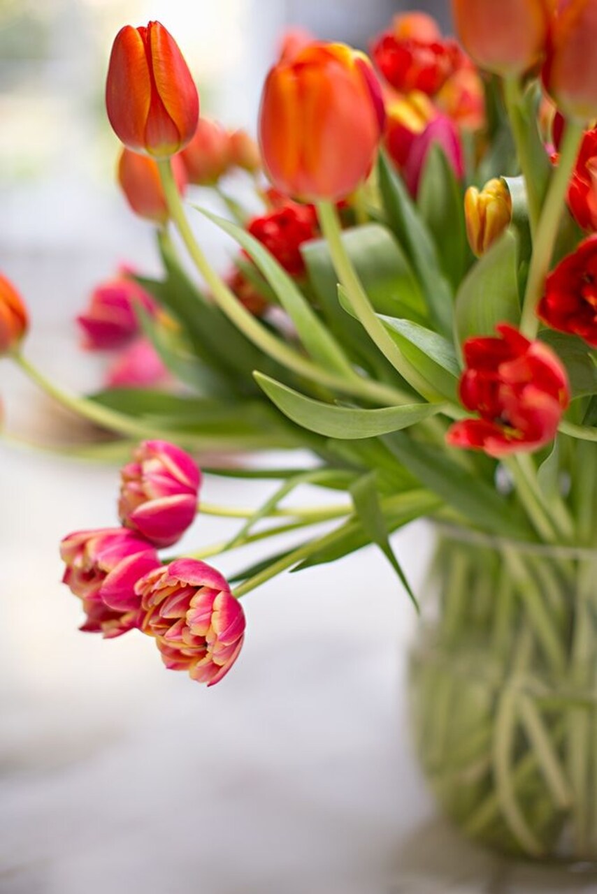 Blooming Tulips Poster Print by Karyn Millet - Item # VARPDXPSMLT804